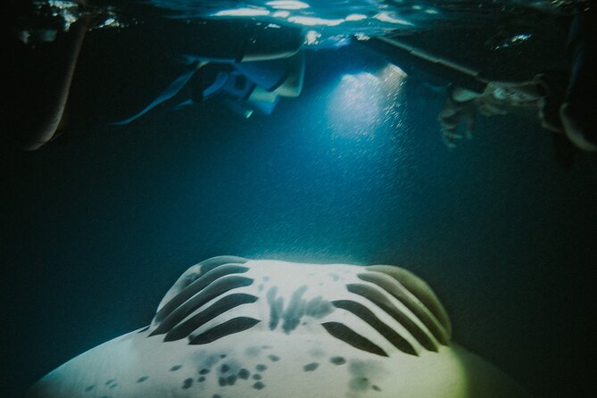 Manta Ray Snorkeling by Night in Kailua-Kona, Hawaii - Limitations and What to Keep in Mind