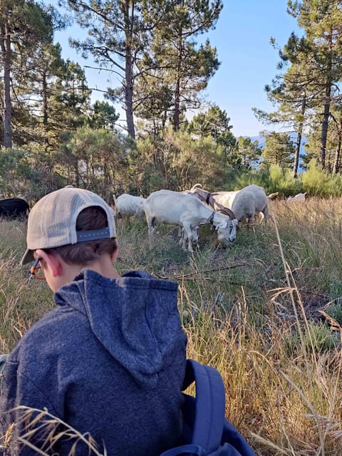 Manteigas: Serra da Estrela Shepherd Path Hike with Shepherd - Key Points