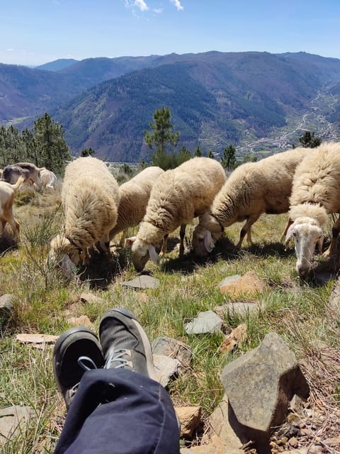 Manteigas: Serra da Estrela Shepherd Path Hike with Shepherd - Flexibility and Customization Options