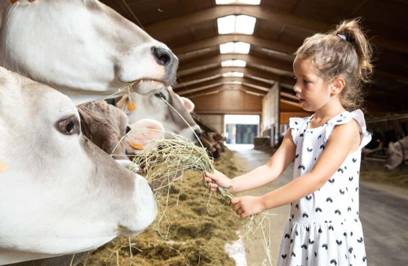 Mantello: Farm Tour with Cheese Making Workshop - Participating in the Cheese Making Workshop
