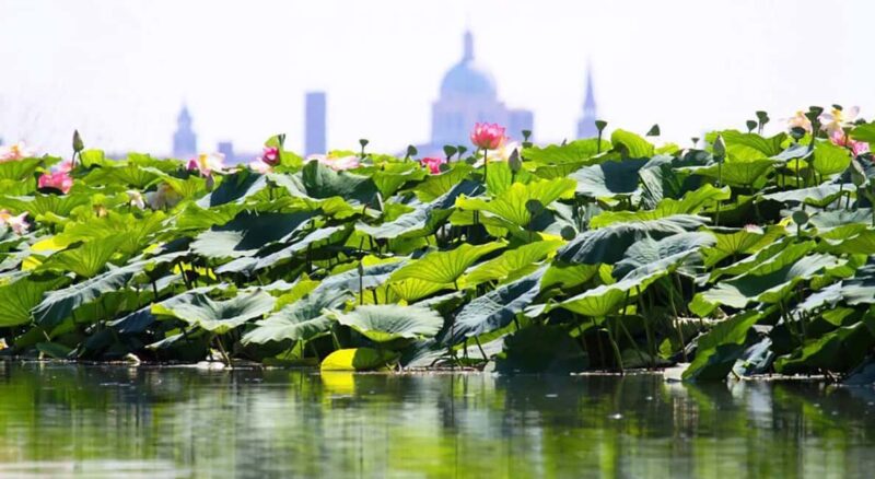 Mantua: Boating on Lake Superiore among the Lotus Flower Islands - Key Points