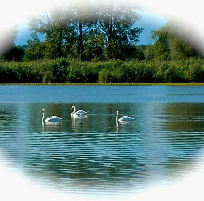 Mantua: Boating on Lake Superiore among the Lotus Flower Islands - What the Boat Trip Encompasses