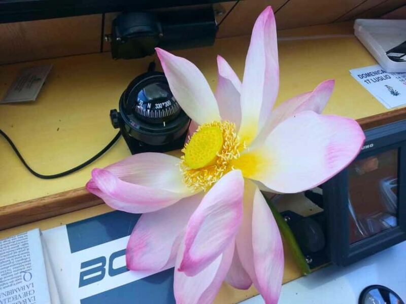 Mantua: Boating on Lake Superiore among the Lotus Flower Islands - The Experience of a Summer Lotus Bloom