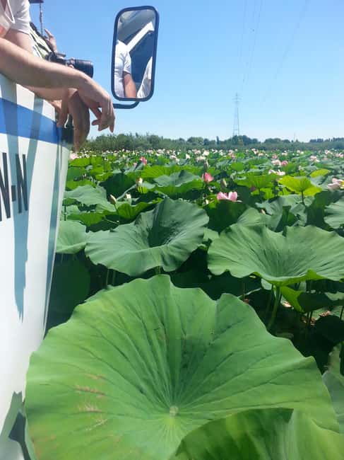Mantua: Boating on Lake Superiore among the Lotus Flower Islands - Summary of the Tours Strengths and Considerations