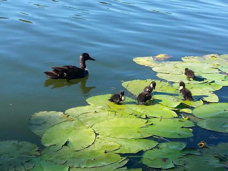 Mantua: Boating on Lake Superiore among the Lotus Flower Islands - Frequently Asked Questions