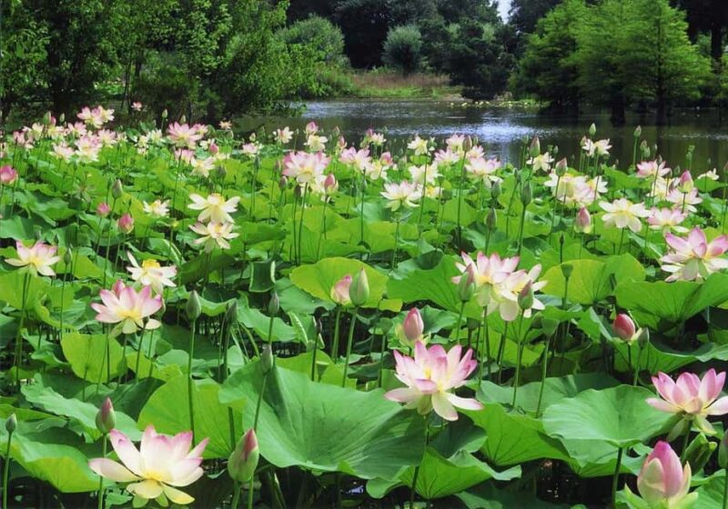 Mantua: Cruise to discover the Lotus Flowers - Key Points
