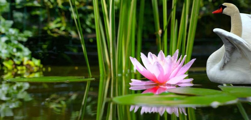 Mantua: Cruise to discover the Lotus Flowers - What to Expect During the Lake Superiore Lotus Flower Cruise