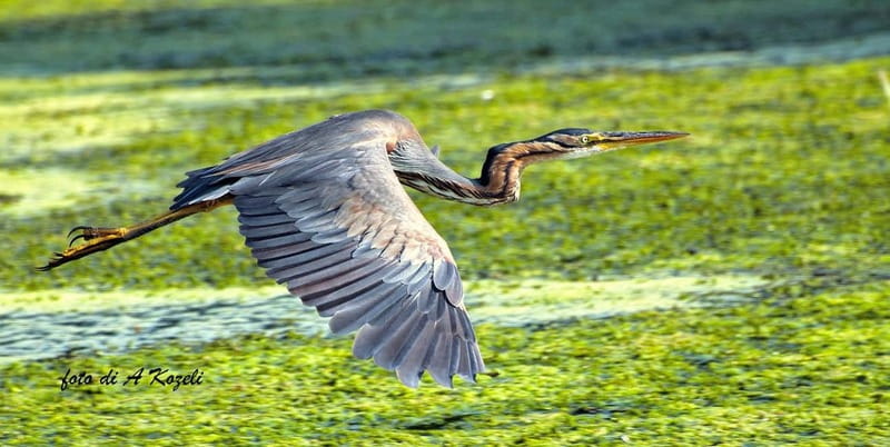 Mantua: Panoramic city navigation + protected oasis + guide on board - Key Points