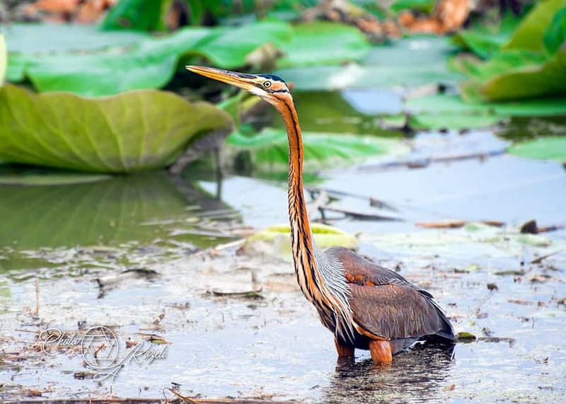 Mantua: Panoramic Cruise with Guide, Natural Oasis and Water Elevator - Key Points