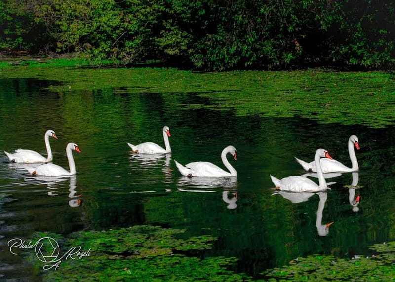 Mantua: Panoramic Cruise with Guide, Natural Oasis and Water Elevator - Entering the Vallazza Wetland: A Protected Natural Oasis