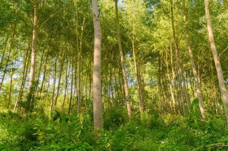 Marais Poitevin: Bike getaway in the Green Venice - Who Will Appreciate This Tour Most?