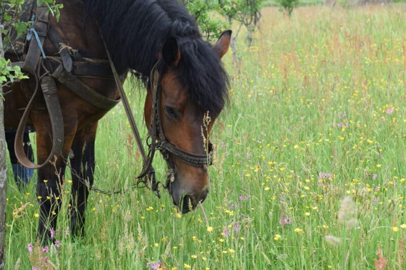 Maramures day tour (from Cluj) - Frequently Asked Questions