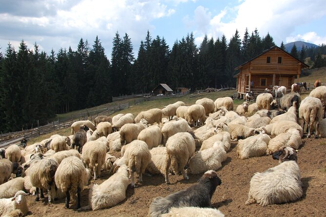 Maramures Day Tour (trip start in Bucovina, end in Sighetu M.) - The Unique Charm of Sapanta’s Merry Cemetery