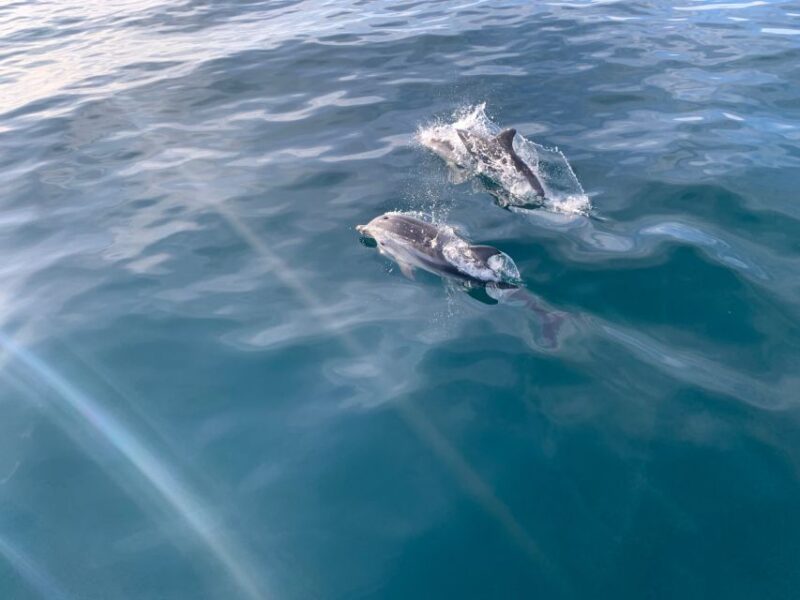 Marbella: Sailing & Dolphin Watching with Snacks and Drinks - Marine Wildlife and Dolphin Spotting: A Major Attraction