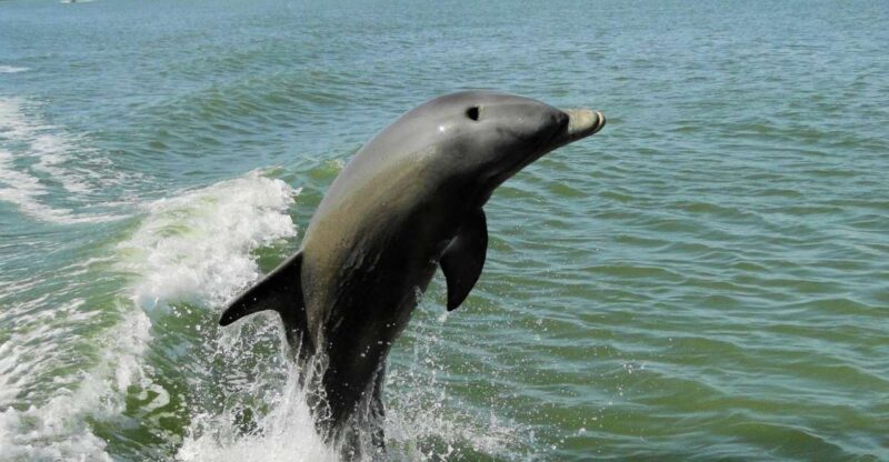 Marco Island: 2-Hour Dolphin, Birding, and Shelling Tour - Launching from Goodland: Meeting Point and Logistics