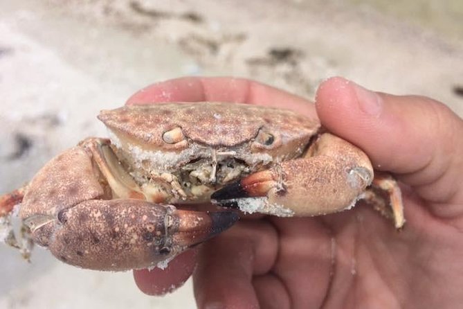 Marco Island 2 hour Dolphin, Birding and Shelling tour - Wildlife Watching with Certified Naturalists