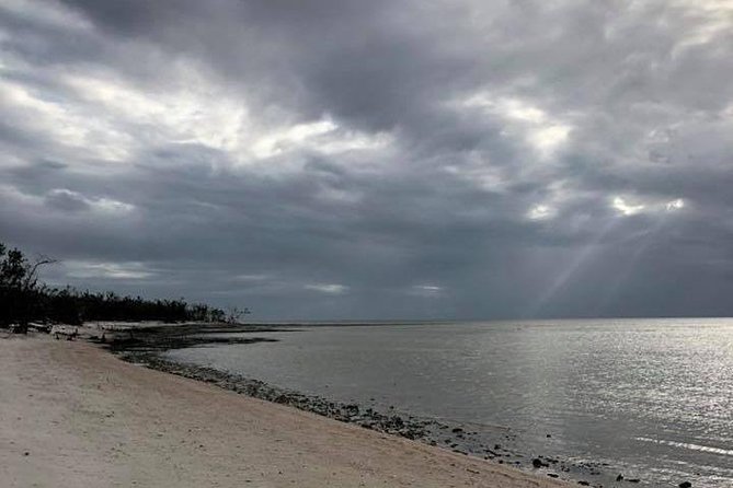 Marco Island 2 hour Dolphin, Birding and Shelling tour - The Guide Experience and Customer Satisfaction