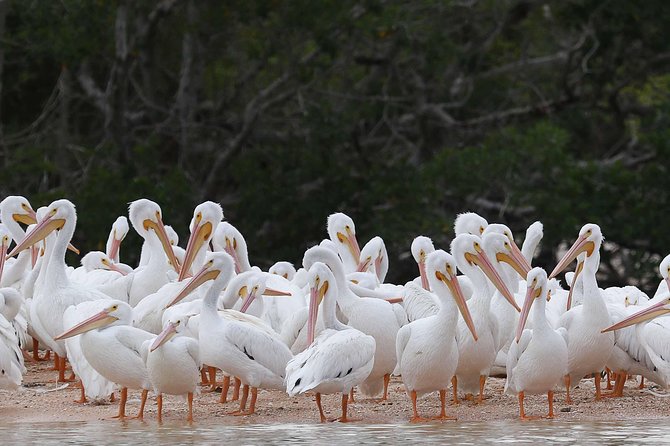 Marco Island: 2-Hour Dolphin, Birding, and Shelling Tour - Entering the 10,000 Islands Wildlife Refuge from Marco Island