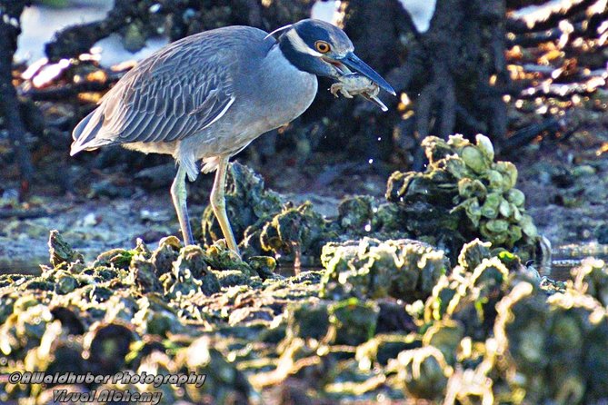 Marco Island: 2-Hour Dolphin, Birding, and Shelling Tour - Timing and Best Time to Book