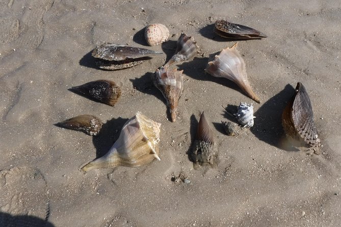 Marco Island: 2-Hour Dolphin, Birding, and Shelling Tour - Who Will Appreciate This Tour the Most?