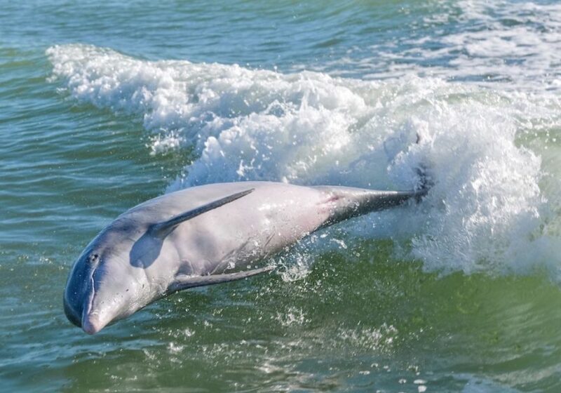 Marco Island: Dolphin, Shelling, Beach & Ten Thousand Island - Discover the Beauty of Florida’s Coast with the Marco Island Dolphin, Shelling, Beach & Ten Thousand Islands Tour