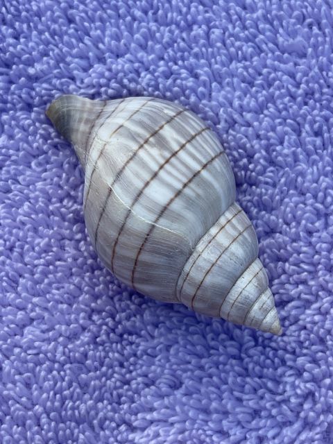 Marco Island: Dolphin, Shelling, Beach & Ten Thousand Island - Scenic Sailing Along Cape Romano Islands