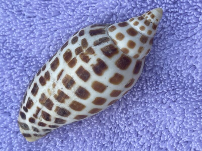 Marco Island: Dolphin, Shelling, Beach & Ten Thousand Island - Dolphin Encounters and Marine Life Sightings