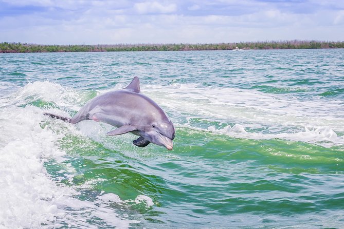Marco Island Dolphin Sightseeing Tour - Starting Point at Goodland Boating Park