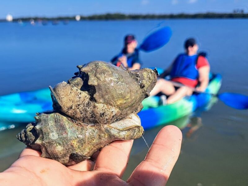 Marco Island: Kayak Mangrove Ecotour in Rookery Bay Reserve - Key Points
