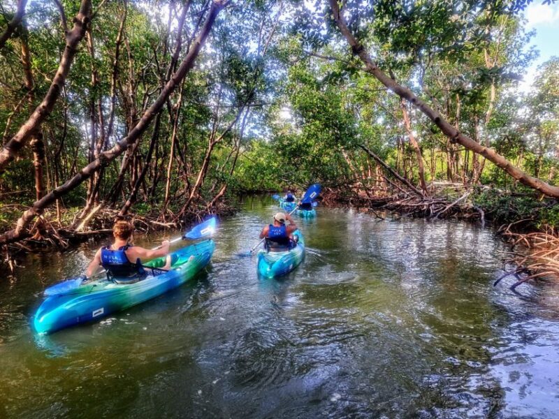 Marco Island: Kayak Mangrove Ecotour in Rookery Bay Reserve - Cruising Oyster Reefs, Mudflats, and Hidden Bays