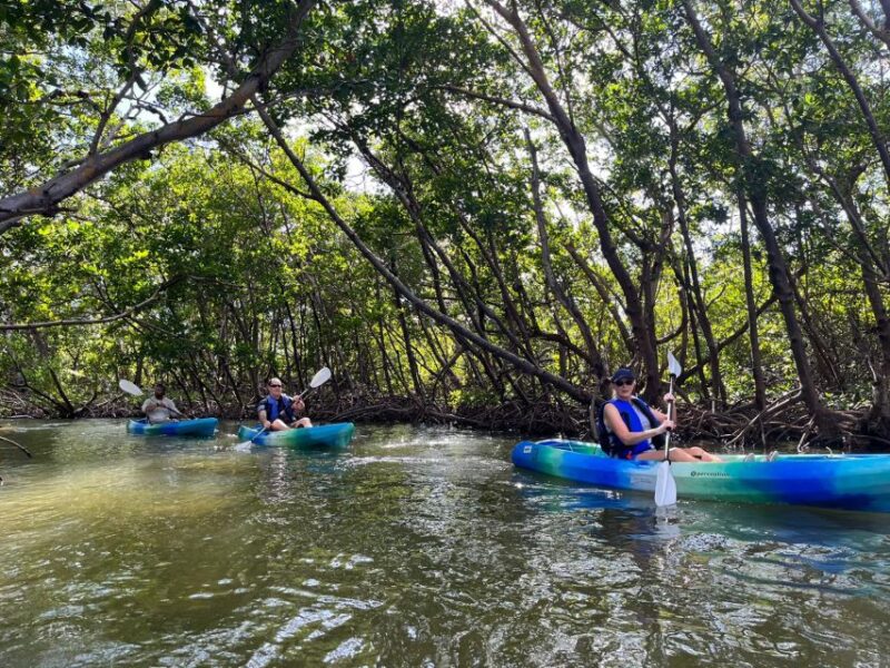 Marco Island: Kayak Mangrove Ecotour in Rookery Bay Reserve - Gear and Safety: What’s Included