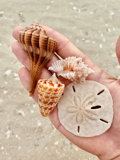 Marco Island: Private Shelling & Dolphin Excursion - Exploring the 10,000 Islands Wildlife Refuge