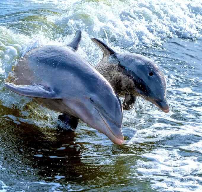 Marco Island: Private Shelling & Dolphin Excursion - The Expertise of the Guides