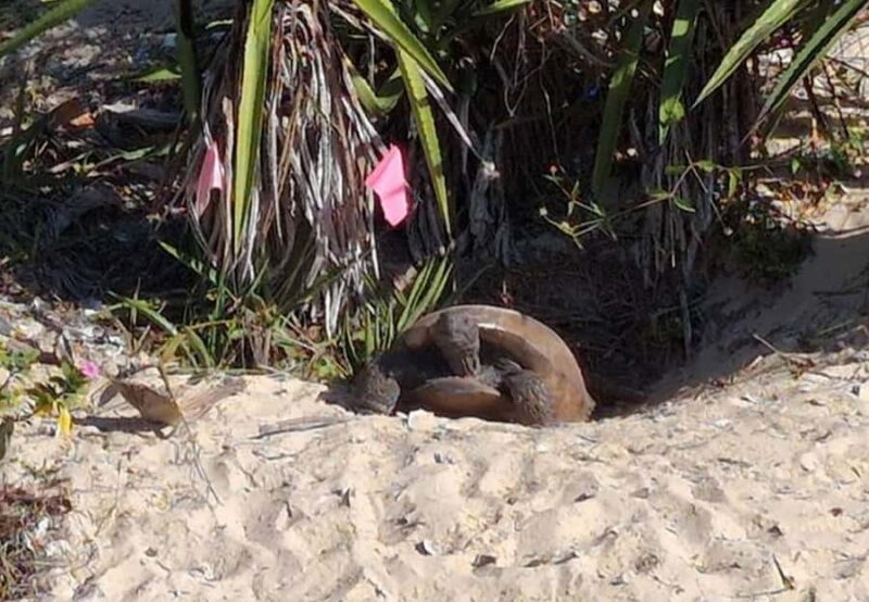 Marco Island: Safari Truck Tour - The Shell Mound Hike and Its Significance