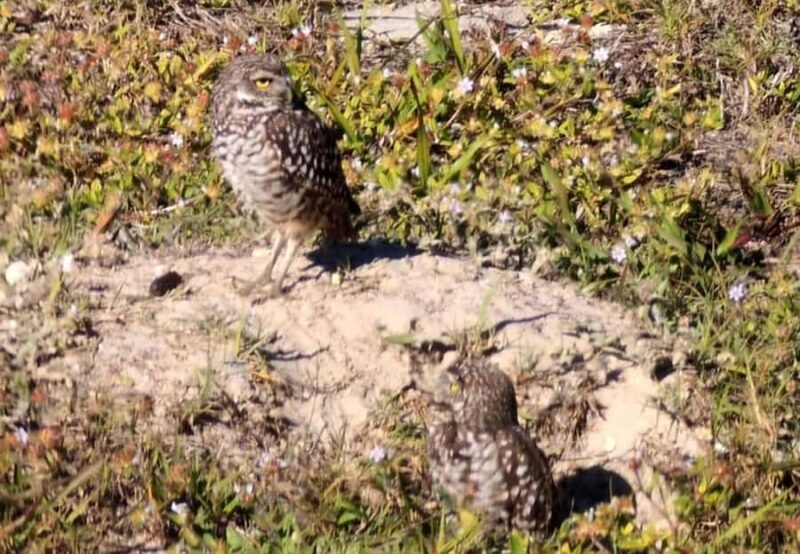 Marco Island: Safari Truck Tour - Practical Details: Meeting Point and Logistics