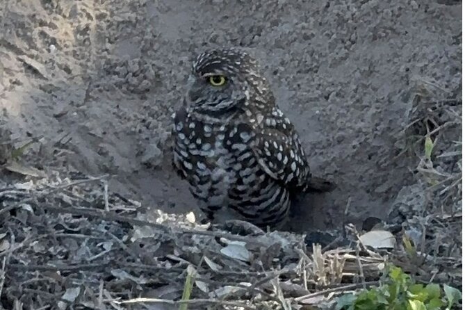 Marco Island Safari Truck Tour - How the Tour Delivers Fun for Kids with an On-Board Scavenger Hunt