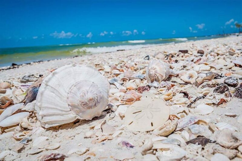 Marco Island: Shelling and Sightseeing Boat Cruise - Key Points