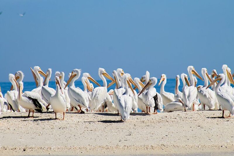 Marco Island: Shelling and Sightseeing Boat Cruise - The Private Beach Shelling Experience