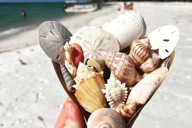 Marco Island Wildlife Sightseeing and Shelling Tour - Shelling on Dimesman Island