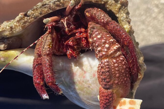 Marco Island Wildlife Sightseeing and Shelling Tour - Wildlife Sightings & Eco-Learning