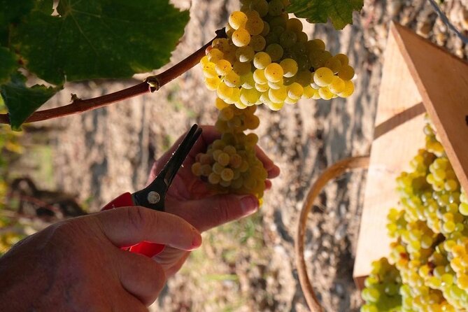 Margaux Wine Tour experience - Discover the Exclusive Margaux Wine Tour in Bordeaux