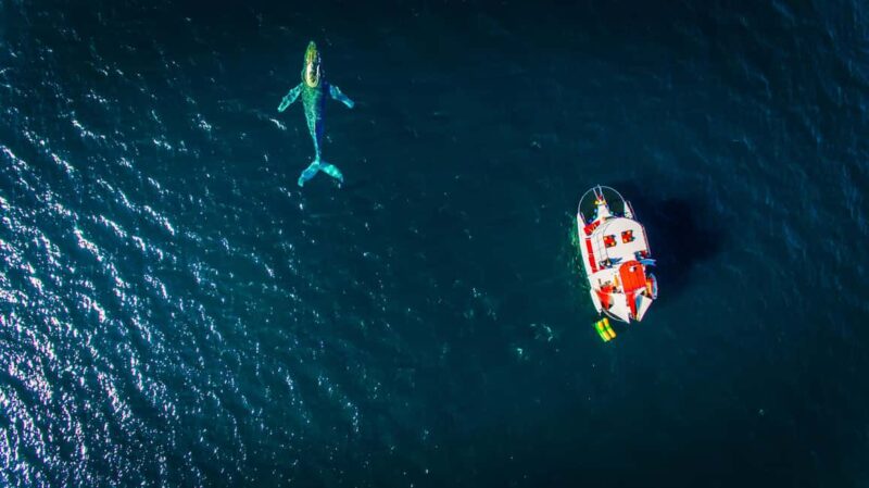 Marietas Islands Boat Tour: Snorkel, Kayak, Playa Nopalera - Discover the Marietas Islands Boat Tour with Water Fun and Marine Wildlife