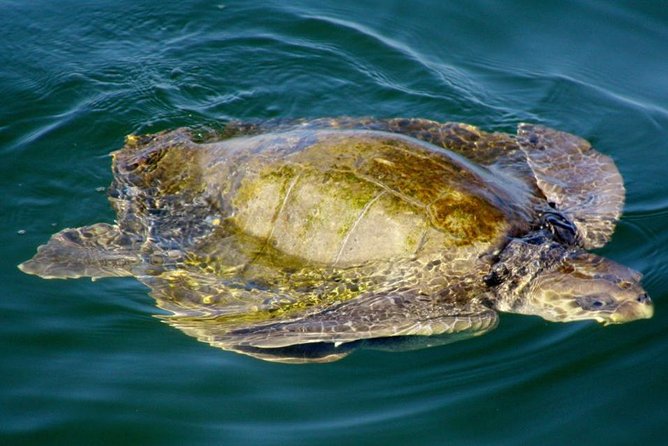 Marietas Sail, Snorkel and Beach - Experience Quality and Mixed Reviews