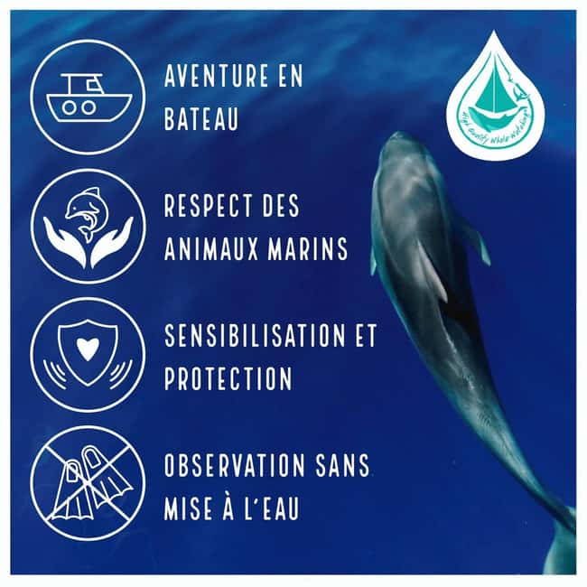 Marina Baie des Anges boat trip to the Pelagos Sanctuary - Key Points