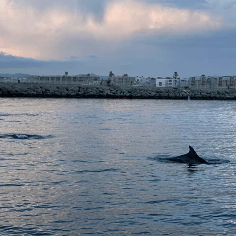 Marina del Rey: 1-Hour Boat Tour - Logistics: Meeting Point and Group Size