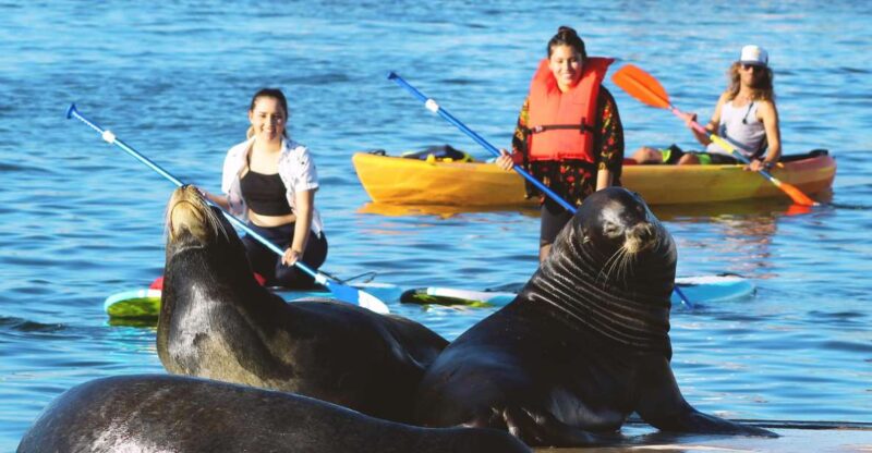 Marina Del Rey: Kayak and Paddleboard Tour with Sea Lions - Meeting Point and Parking Logistics