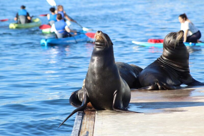 Marina Del Rey: Kayak and Paddleboard Tour with Sea Lions - The Value and Overall Experience