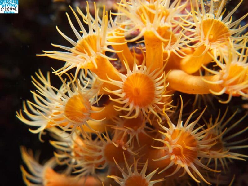 Marina di Campo: Try diving on the island of Elba - Value for Money and Booking Flexibility