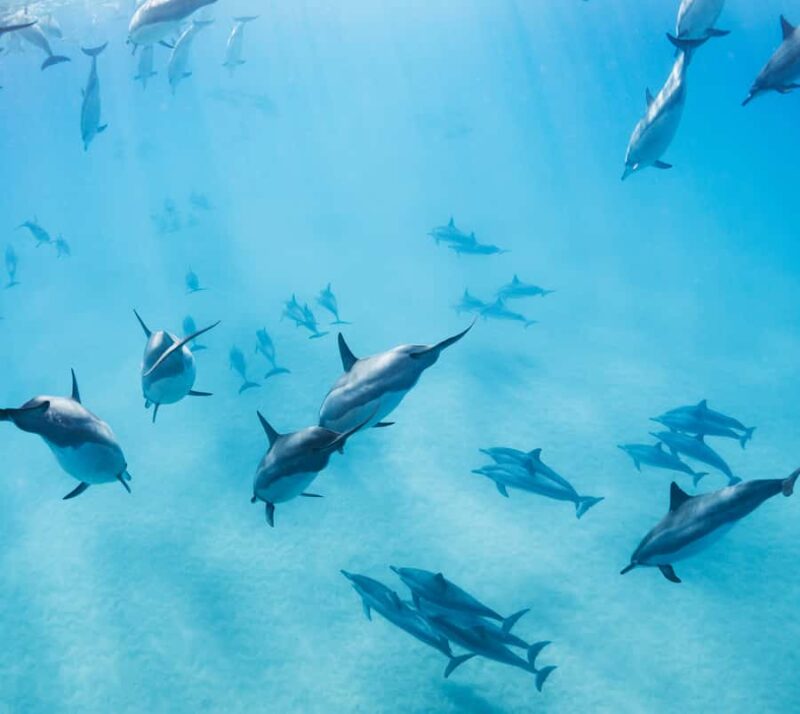 Marine mammal watching: dolphins and whales in Huatulco - The Wildlife You Might Encounter: Dolphins, Turtles, and More