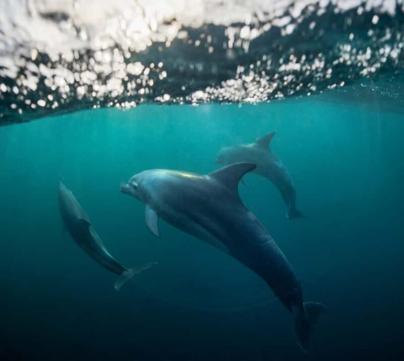 Marine mammal watching: dolphins and whales in Huatulco - How the Guides Enhance the Experience